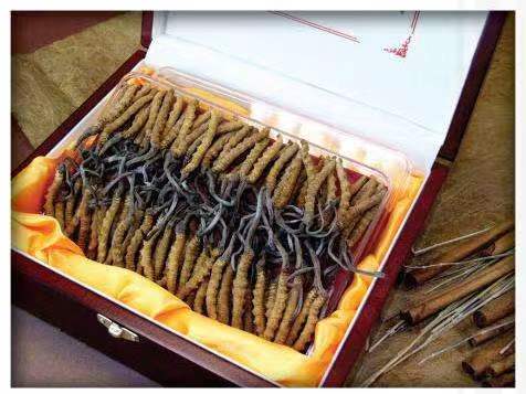 金门冬虫夏草回收